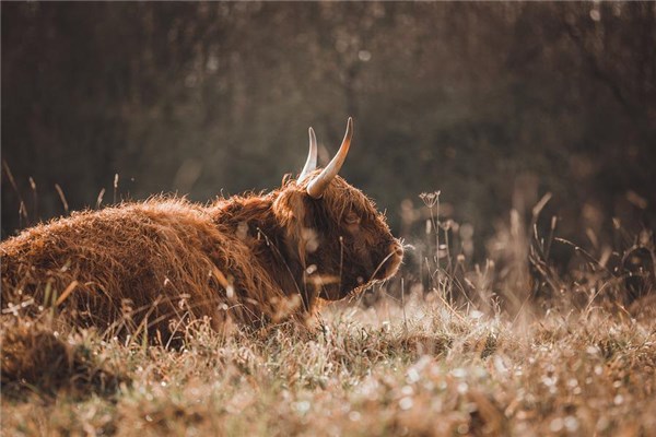 夢到牛叫有什麼含義_周公解夢