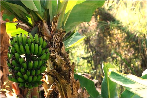 夢見朋友身上著火救火代表什麼_周公解夢官網