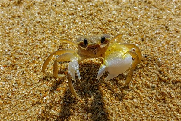 女人夢見螃蟹是胎夢嗎_周公解夢