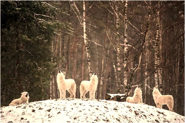 夢到了自己養了一條龍意味著什麼_周公解夢官網
