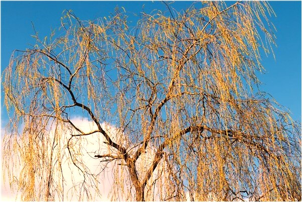 夢到把紅公雞的腦袋咬掉了是吉兆嗎?_周公解夢官網