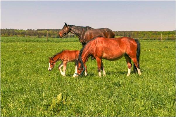 夢到死去的爺爺跟爸媽打架見血會是什麼預兆_周公解夢官網