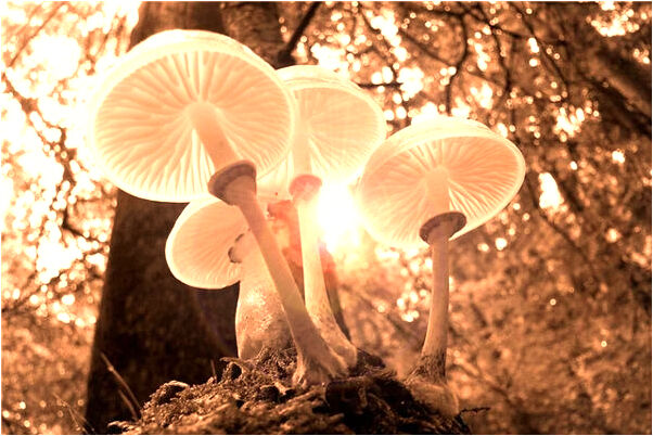 夢見飛機失事掉下來是不是好的徵兆呢_周公解夢官網