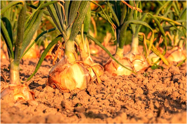 夢到了雞和鳥有什麼說法_周公解夢官網