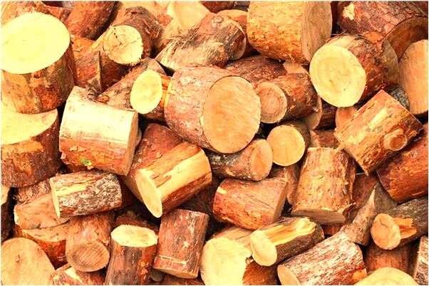 夢見買白烏龜會是什麼預兆_周公解夢官網