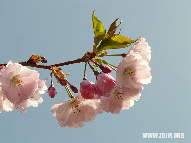 夢見理頭髮_周公解夢夢到理頭髮是什麼意思_做夢夢見理頭髮好不好_周公解夢官網