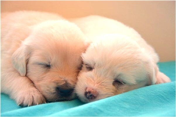 夢到賣大豬是咋回事_周公解夢官網