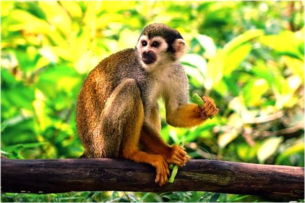 夢到了偷持吃梨梨樹枝斷了是啥意思_周公解夢官網