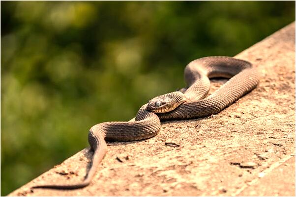 夢見吃饃饃什麼寓意_周公解夢官網