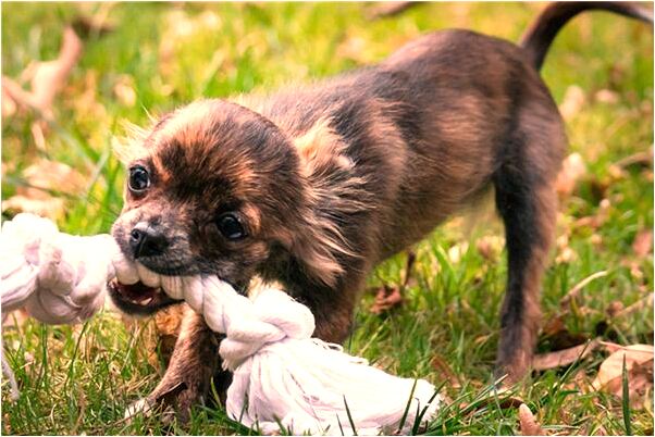 夢到了被蛇吆是什麼兆頭_周公解夢官網