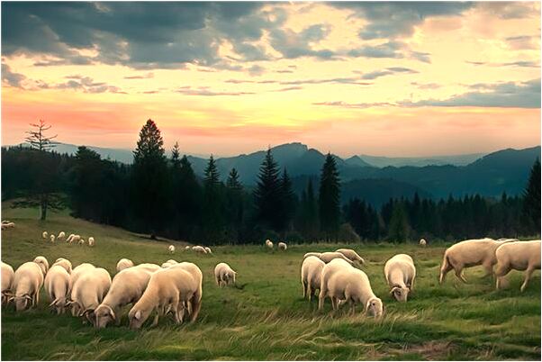 夢見媽媽被大狗咬左腿怎么說_周公解夢官網