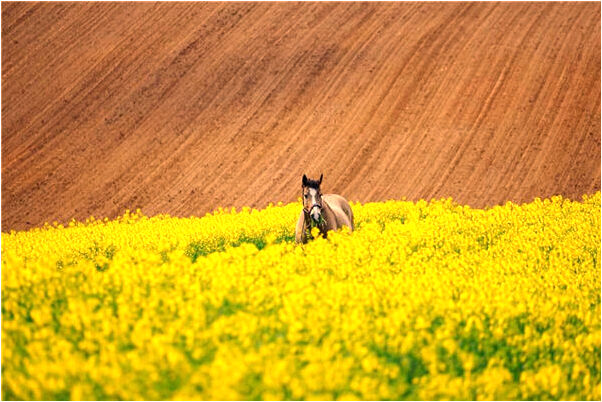 夢到兩個小女孩扛著柳樹枝有什麼徵兆_周公解夢官網