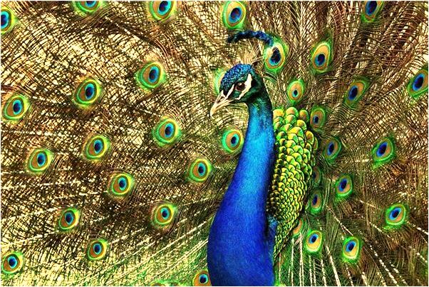 夢到了情人的几子一起吃飯怎么說_周公解夢官網