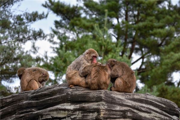 屬猴的年份_十二生肖
