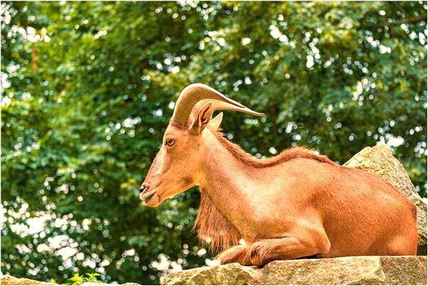 夢到了別人也開店是啥預兆_周公解夢官網