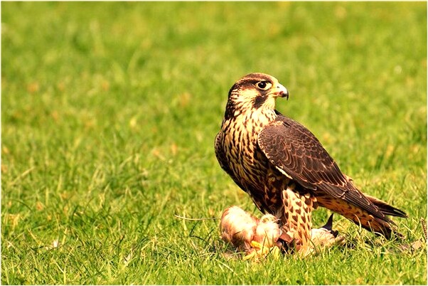 夢到自己與情人手受傷了怎么樣_周公解夢官網