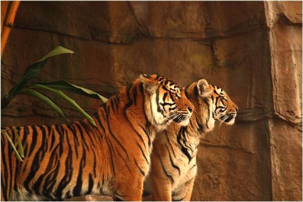 夢到了別人手指頭被砍掉七個是啥預兆_周公解夢官網