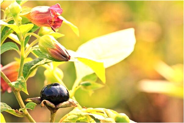 夢到了夢自己被車撞死是好是壞_周公解夢官網
