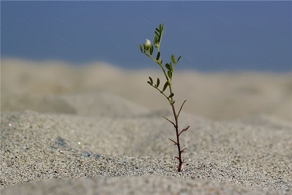 夢到了移栽樹意味著什麼_周公解夢
