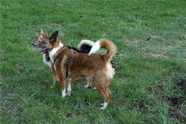 夢到了狗嘴是什麼意思_周公解夢