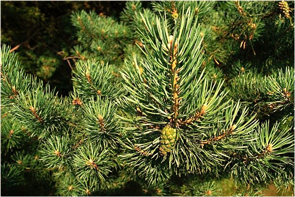 夢到了和初戀男友做愛意味著什麼_周公解夢官網