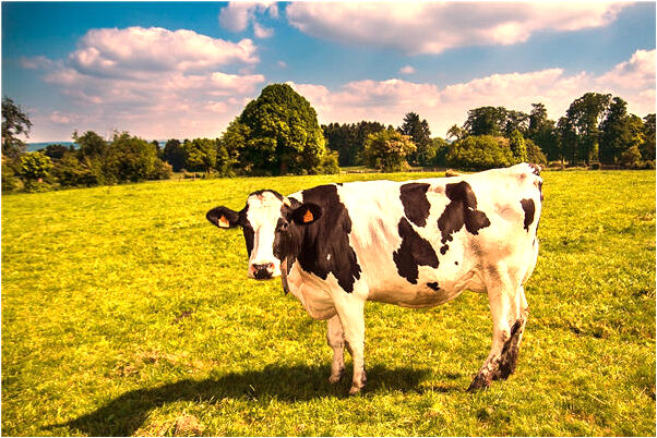 夢到了女人棗樹什麼預兆_周公解夢官網