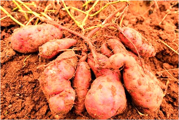 夢到了別人拒絕我和她做愛是不是好的徵兆呢_周公解夢官網