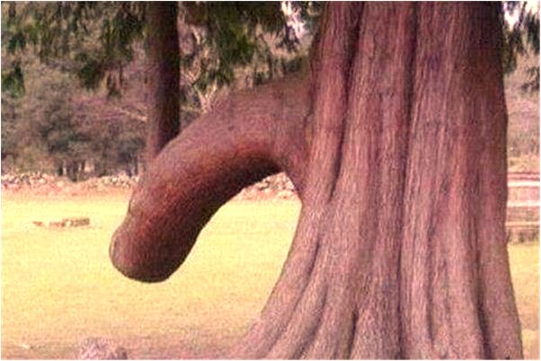 夢見七竅流血的老鼠是吉兆嗎?_周公解夢官網