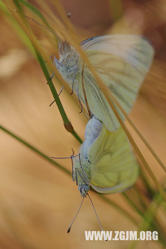 夢見自己被狗咬_周公解夢夢到自己被狗咬是什麼意思_做夢夢見自己被狗咬好不好_周公解夢官網