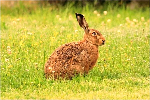 夢到滿廁所都是水是什麼啟示_周公解夢官網