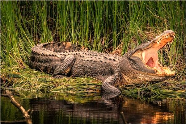 夢見老婆老公韭菜炒預示什麼_周公解夢官網