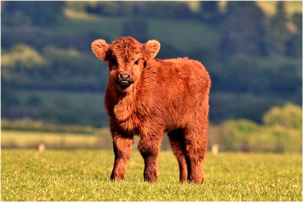 夢到自己老爸去世有何寓意_周公解夢官網