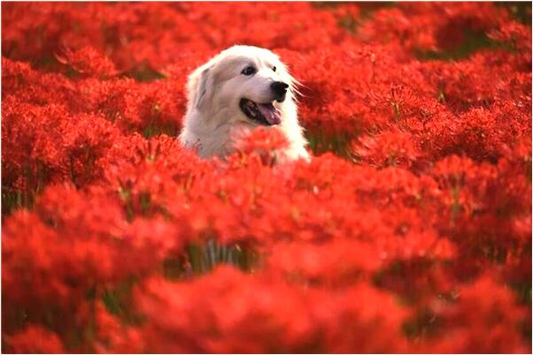 夢到找不到麵包意味什麼_周公解夢官網