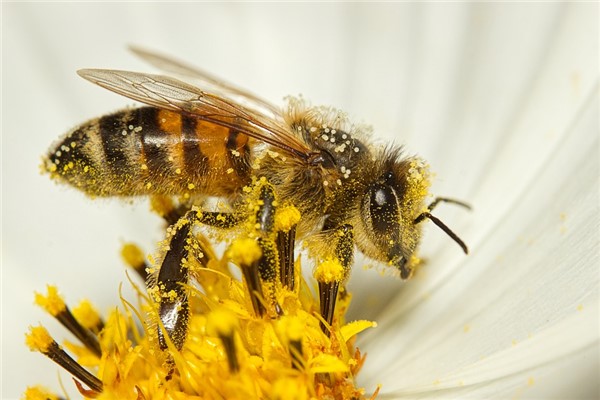 夢見蜂蟄是什麼意思_周公解夢