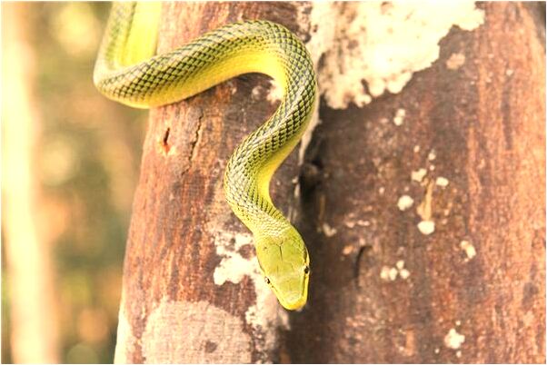夢見有人說給我介紹對象有什麼徵兆_周公解夢官網