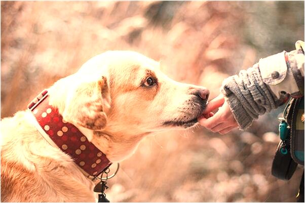 夢到墳墓佛像是什麼啟示_周公解夢官網