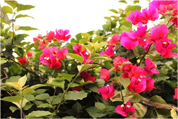 夢到合葬先人是什麼意思？_周公解夢官網