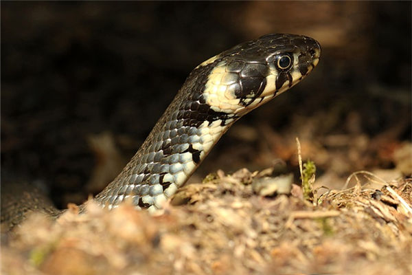 屬蛇的男性喜歡什麼類型女孩_十二生肖