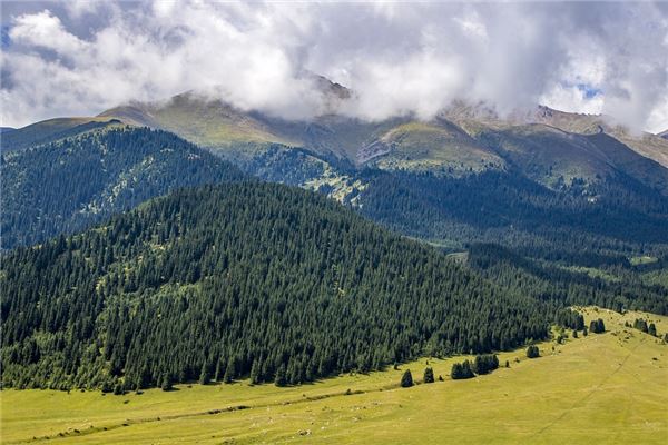 夢見小松樹怎麼回事_周公解夢