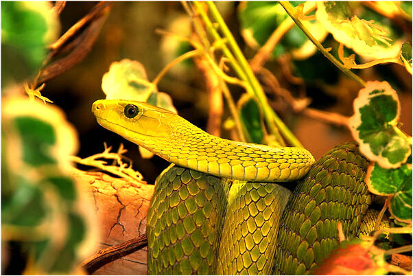 夢見陌生女孩子喜歡我乘船過河的預兆_周公解夢官網