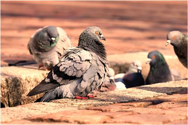 夢到了夢忍血意味著什麼_周公解夢官網