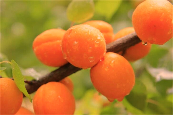 夢見老爸追趕大老鼠代表著什麼_周公解夢官網