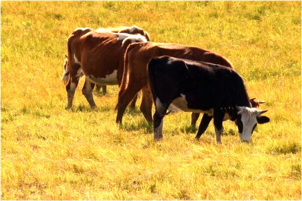 夢見被人攔截劫色是什麼兆頭_周公解夢官網