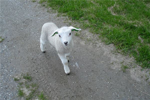 屬羊今年運勢_十二生肖