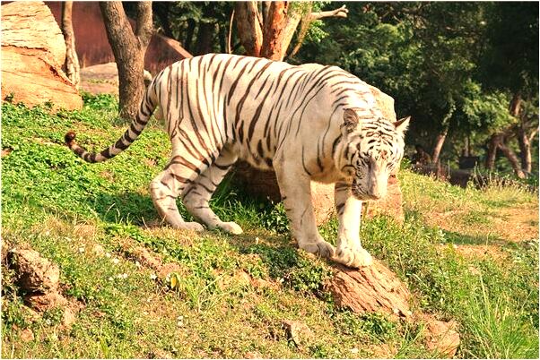 夢見夢堆個土元寶帶回家有什麼意思嗎_周公解夢官網