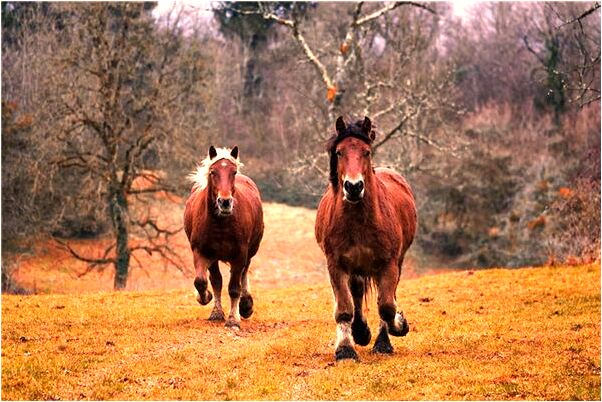 夢見麒麟擺設和我說話會是什麼預兆_周公解夢官網