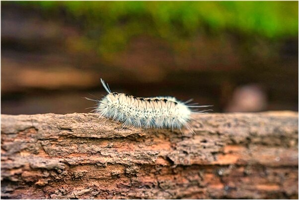 夢到幫女人搬東西預示著什麼_周公解夢官網