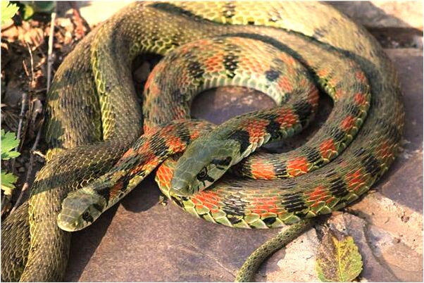 夢到昨晚我一條大蛇是凶兆還是吉兆_周公解夢官網