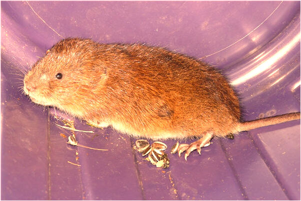 夢見自己尿血了會有什麼預兆_周公解夢官網