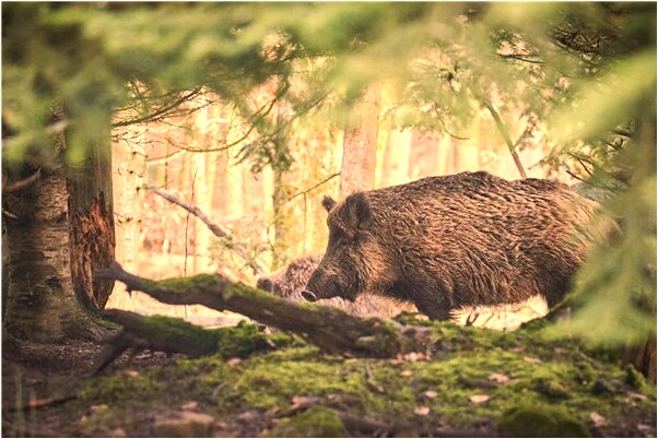 夢見用鏟鏟冰預兆了什麼嗎_周公解夢官網